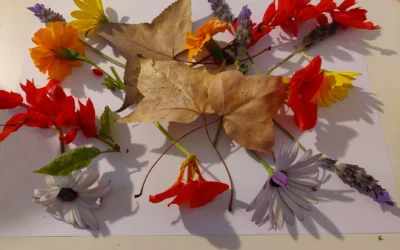 Why Aesthetic Education Matters in the Primary Classroom